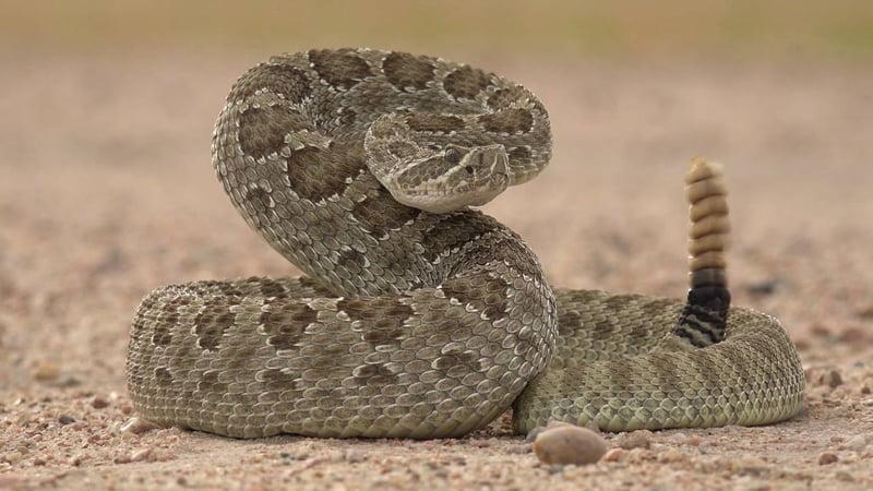 Hunter Bitten By Rattlesnake In Southwest Kansas