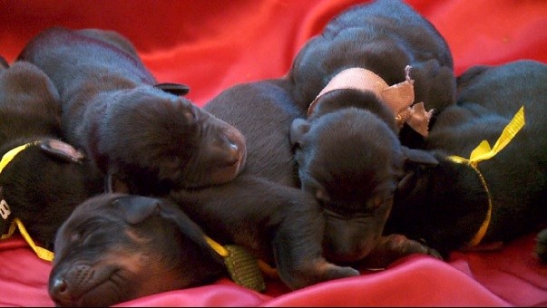 Doberman gives birth to 15 puppies - KAKE