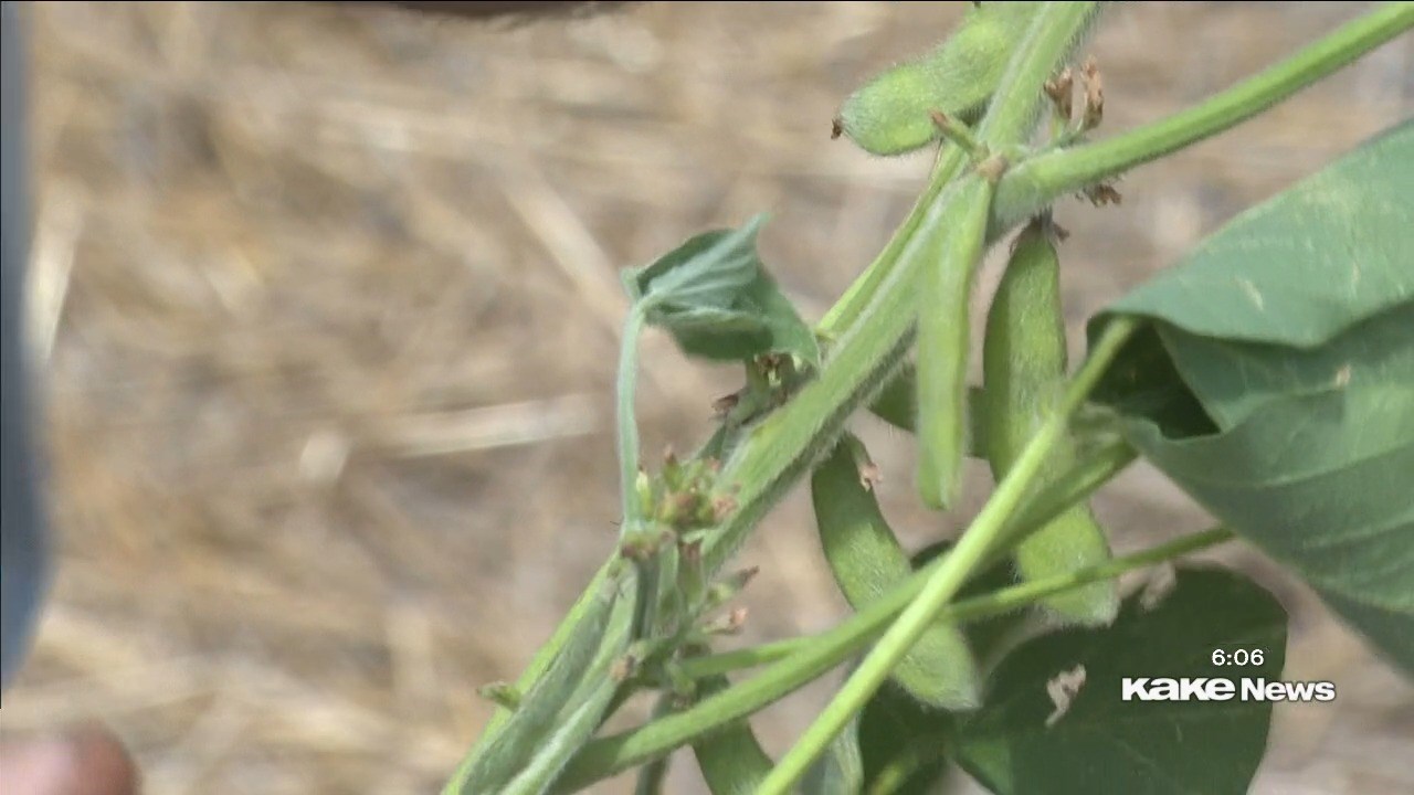 Drought conditions make harvesting tough for Kansas farmers