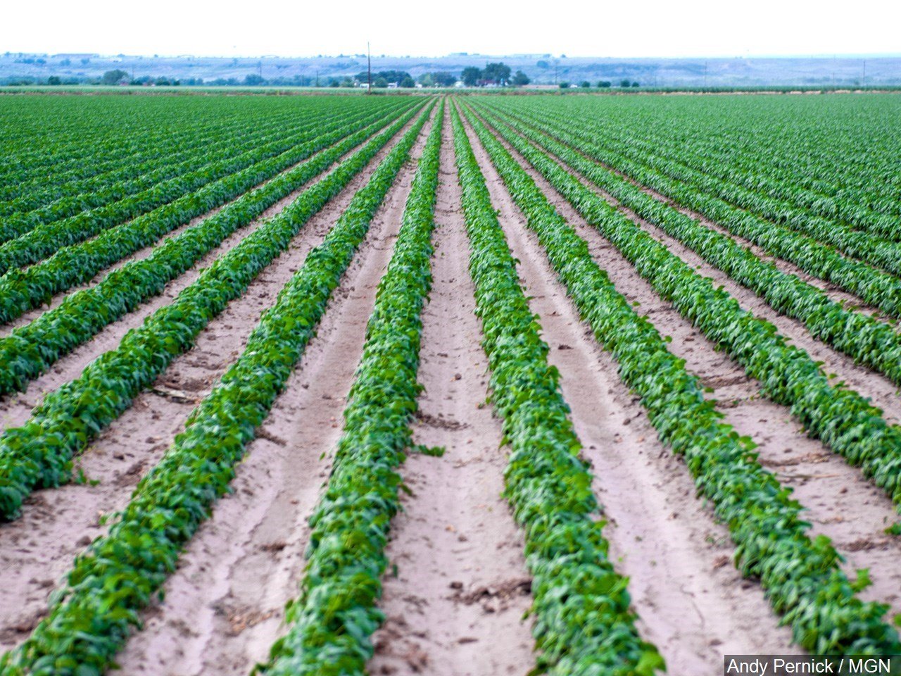 Farms group. Agriculture Valley. А это сельское хозяйство Валли. Арканзас виды сельского хозяйства. Арканзасская сельскохозяйственная экспериментальная станция.