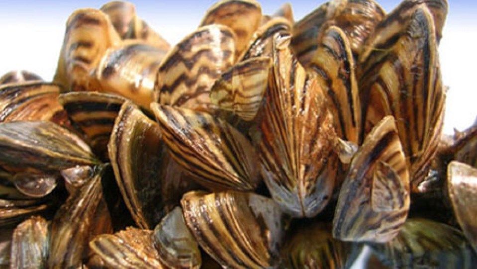 Invasive zebra mussels found in Kansas 
