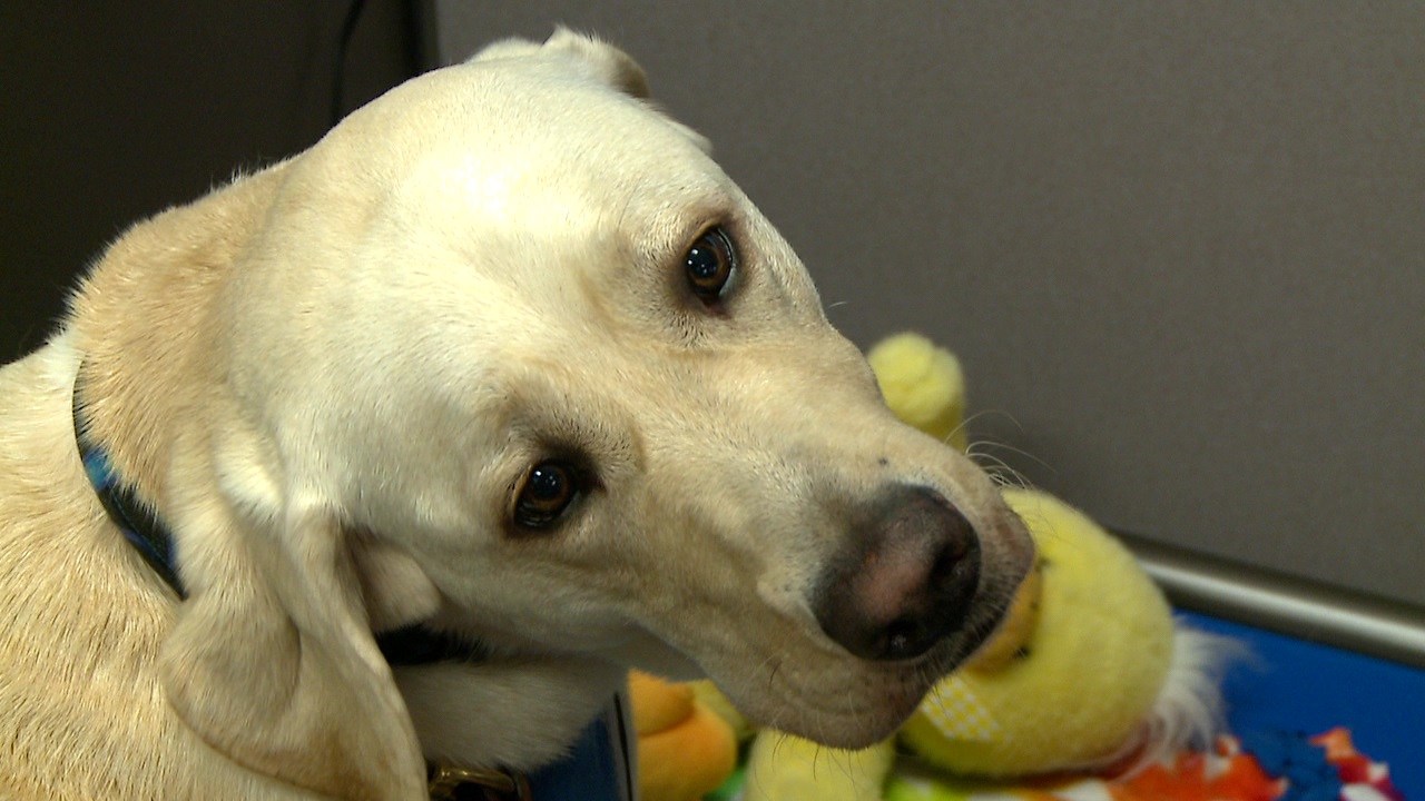 Facility dog joins Wichita PD Victim Assistance Unit - KAKE