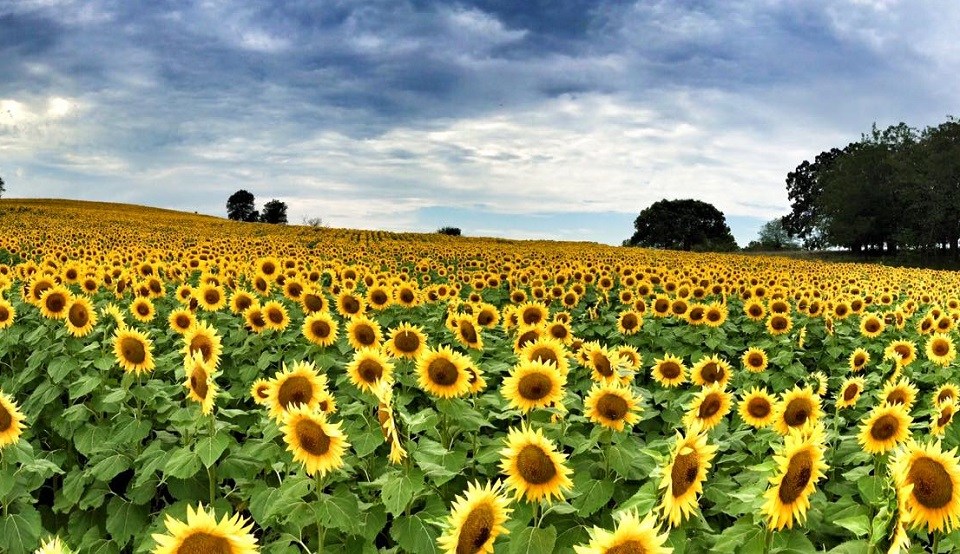 Kansas City Football – The Sunflower Market