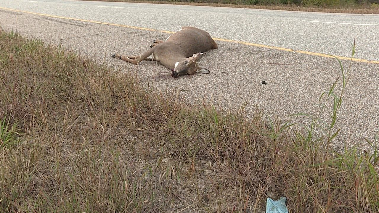 Roadkill deer turned delicious dinner KAKE