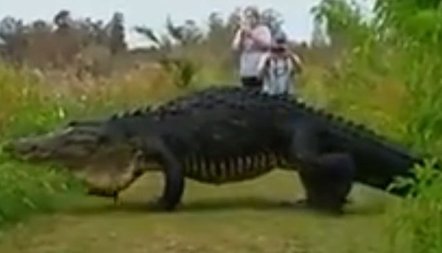 Video Of Huge Alligator In Florida Goes Viral Kake