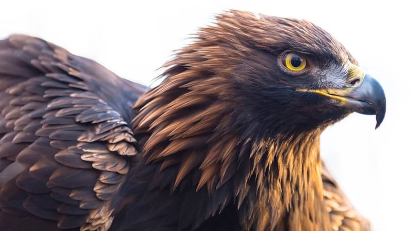 2 Kansas Men Charged With Shooting Killing Golden Eagle