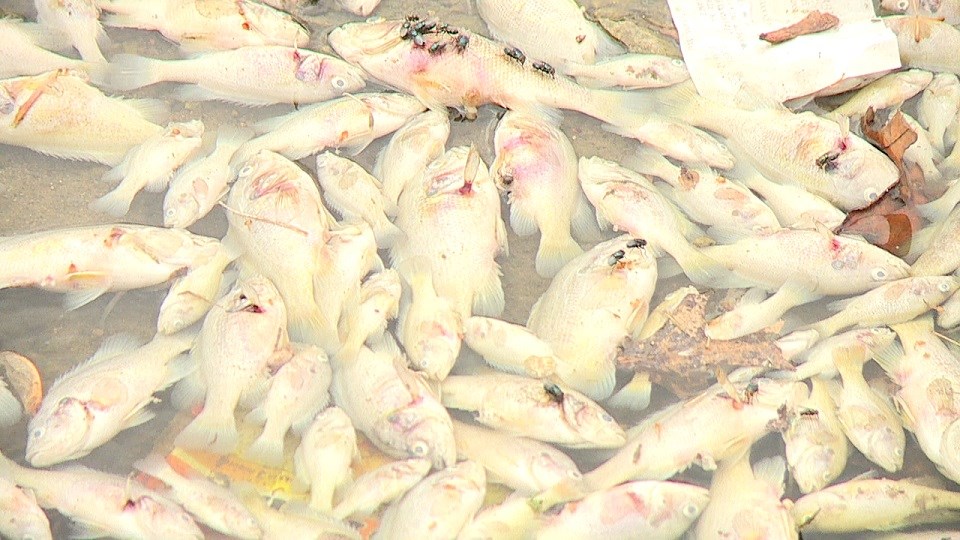 Hundreds of dead fish pop up in Kansas City creek