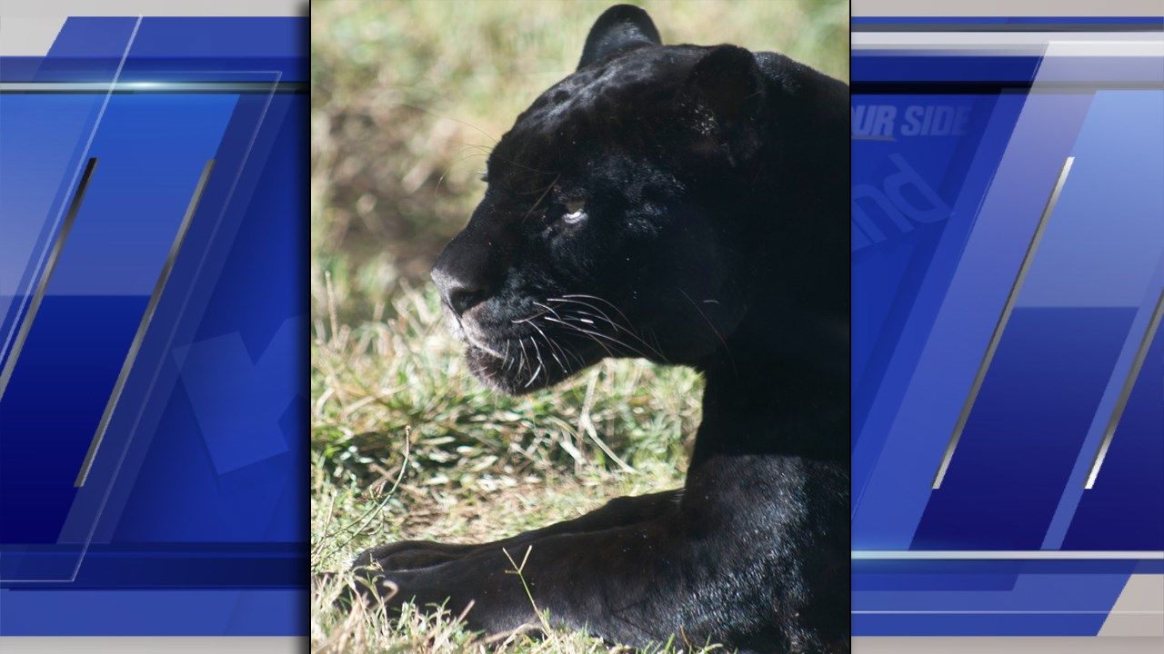 Garden City zoo jaguar euthanized due to widespread cancer KAKE