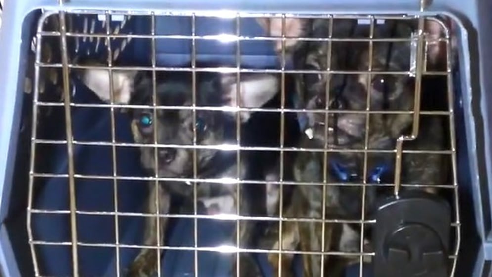 50 dogs rescued from hoarder home in Goddard, group says - KAKE 50 dogs rescued from hoarder home in Goddard, group says - KAKE