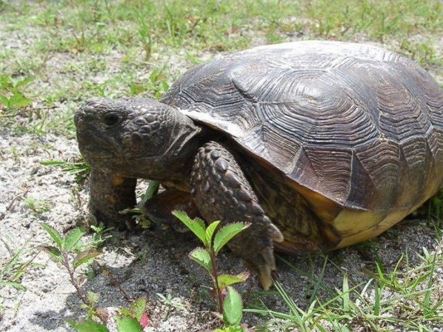 California tortoise with cracked shell gets $4,000 repair - KAKE