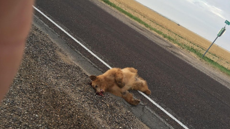 Dead bear found along highway near Kansas town - KAKE