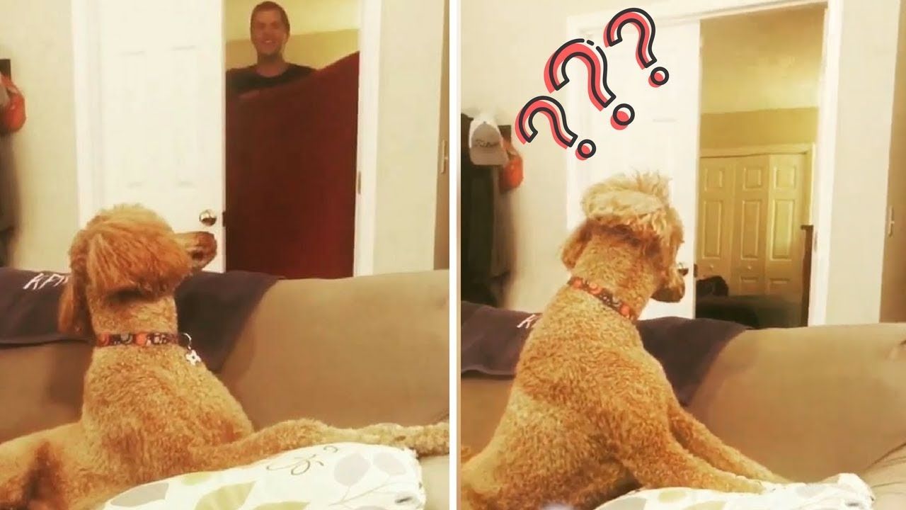 Dog owners play magic tricks on their dogs in WhatTheFluffChallenge KAKE