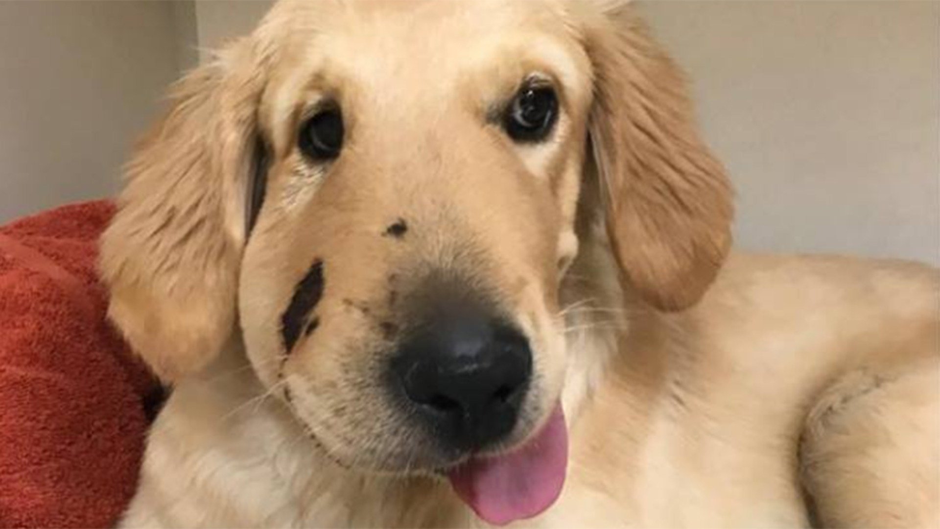 Hero Puppy Recovering From Snake Bite After Coming Between Rat Kake