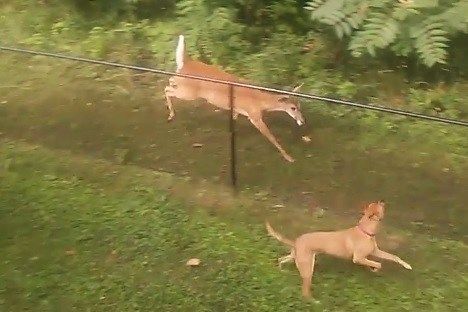 Dog Befriends Deer In Family S Backyard Kake