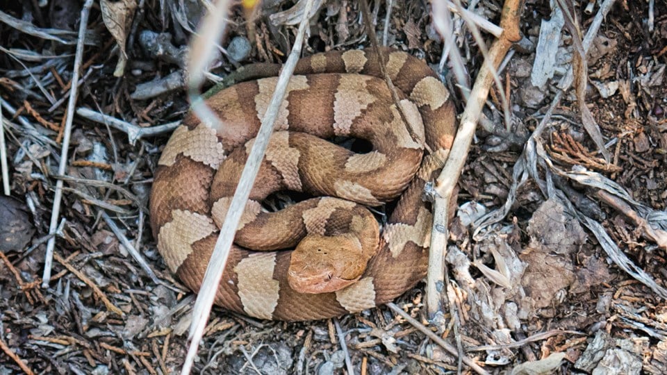 Watch Out Baby Copperhead Season Is Upon Us In Kansas Kake