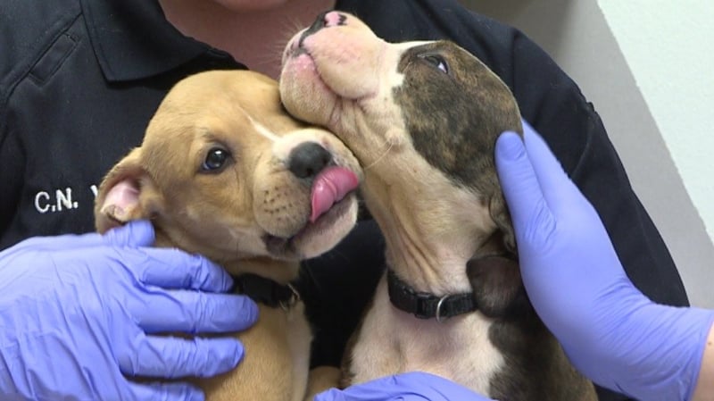 Kake Wichita Kansas News Weather Sports Abused Puppies Rubber Band Bound Puppies Rescued From Wichita Apartment