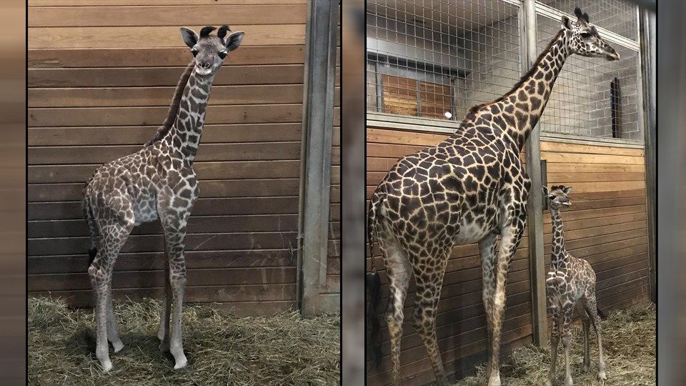 It's a boy! Kansas City Zoo welcomes another baby giraffe - KAKE