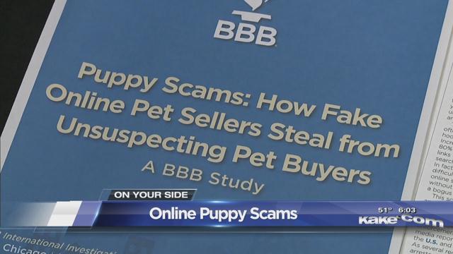 BBB Warns Of Online Puppy Scams - KAKE