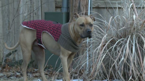 Overland Park Leaders Researching Changes To Pit Bull Ban Kake