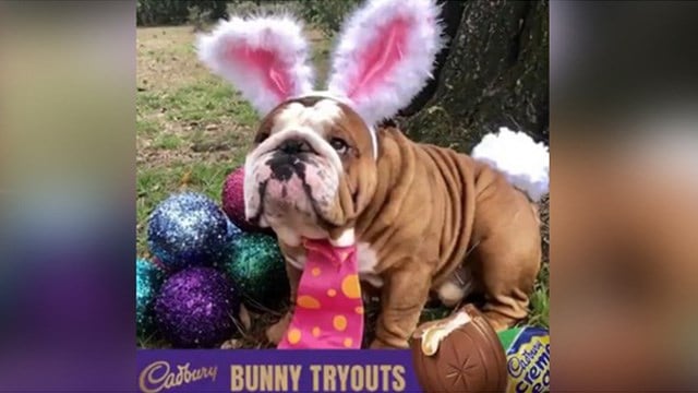 cadbury egg bulldog