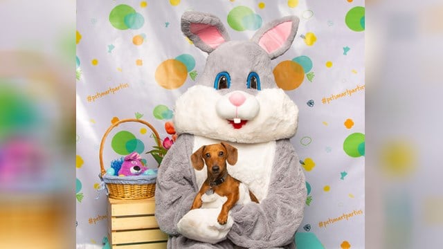 PetSmart offering free pictures with the Easter Bunny this weeke