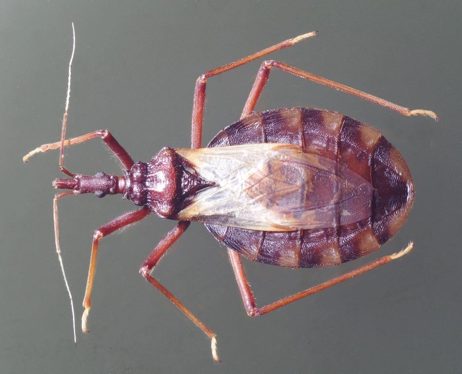 Cdc Kissing Bugs Reported Throughout Southern Us Appear To Be Moving North Kake 