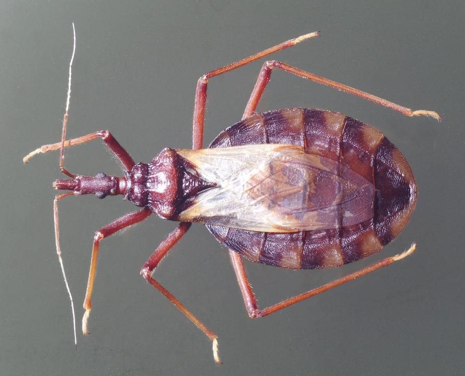 CDC 'kissing bugs' reported throughout southern US, appear to b