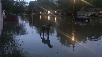 Skylar%20Seals%20Augusta%201