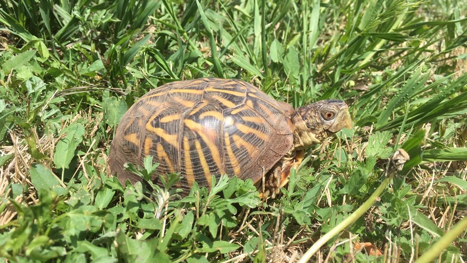 Kansas zoos working to save the state reptile - KAKE