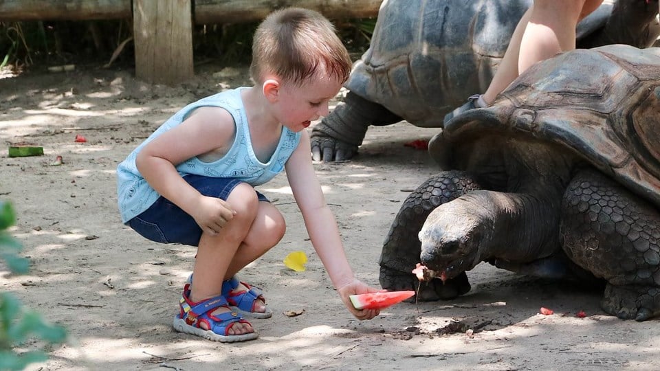 Tortoise encounters at Sedgwick County Zoo begin this weekend - KAKE