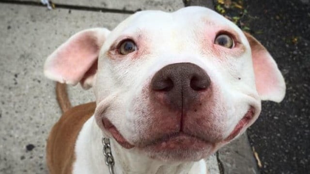 Kansas County Repeals Decades Long Ban On Pit Bulls Kake