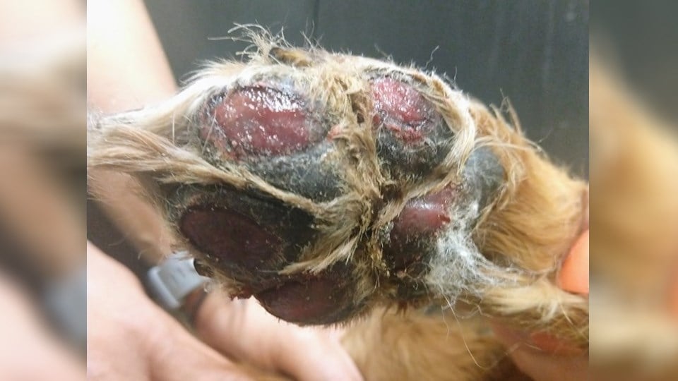 Dogs hotsell pads burned