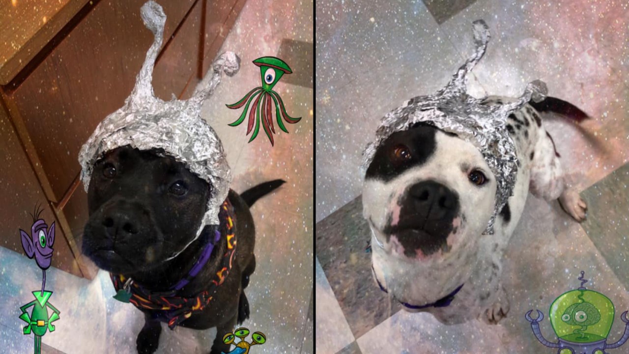 Animal shelter wants you to raid it instead of Area 51 - KAKE Animal shelter wants you to raid it instead of Area 51 - KAKE