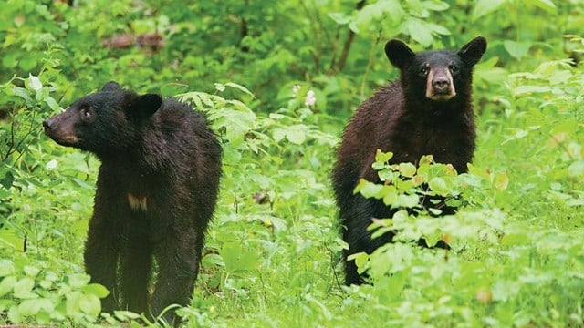 Missouri's black bear population is rising, wandering to more parts of ...