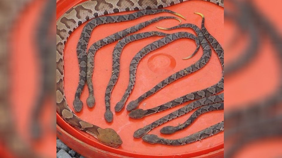 Watch Out It S Copperhead Birthing Season Officials Warn Kake