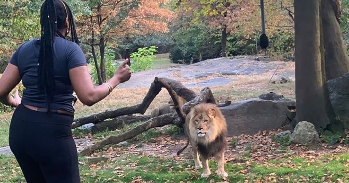 Woman who teased lion at Bronx Zoo lucky to be alive KAKE