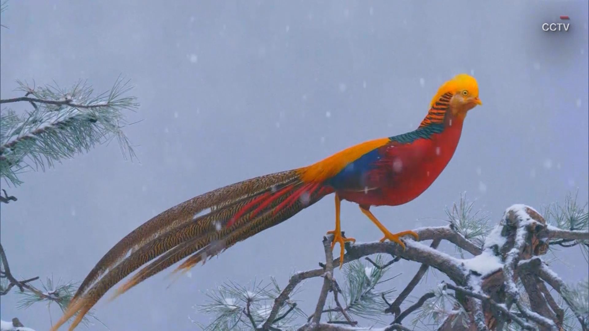 golden pheasant makes rare snowy appearance