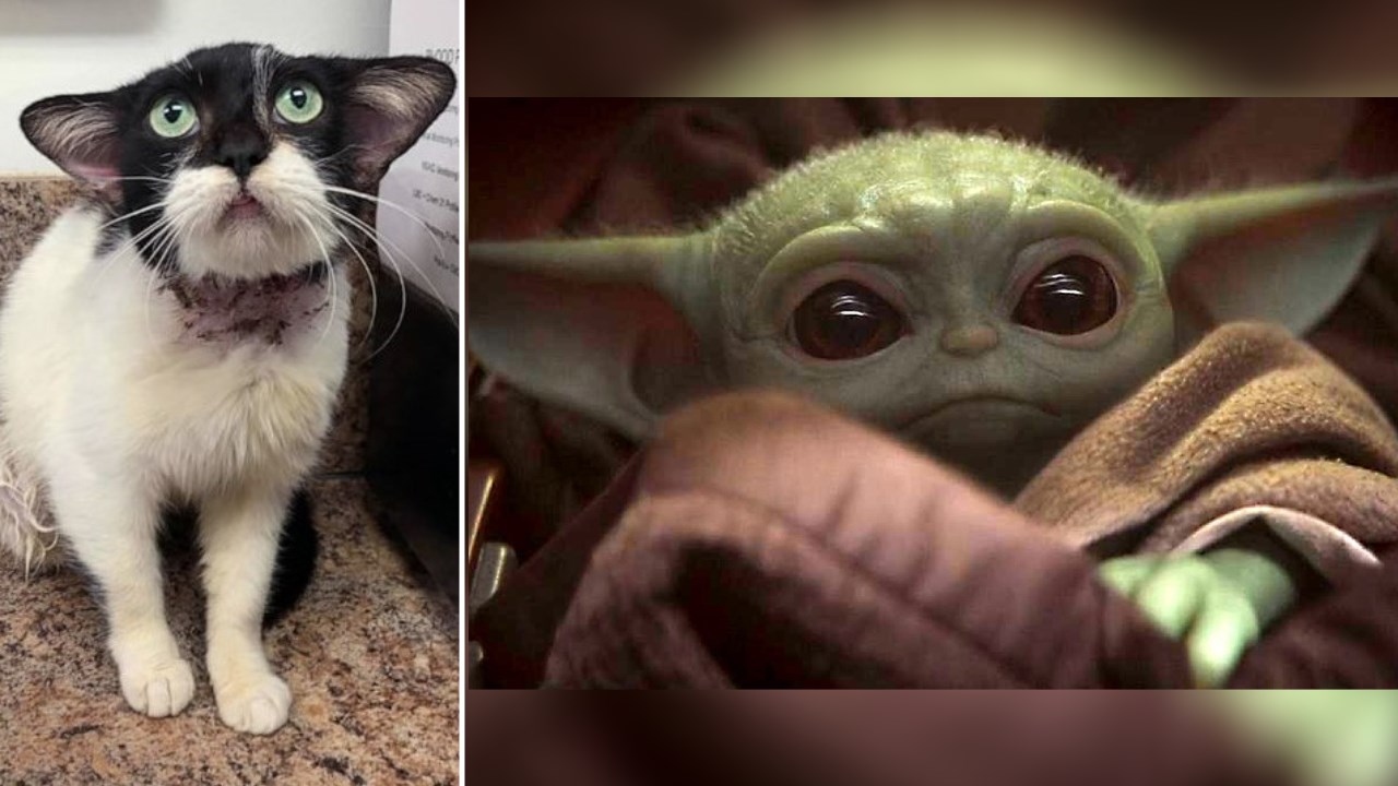 Adorable Rescue Cat Goes Viral For Her Resemblance To Baby Yoda Kake