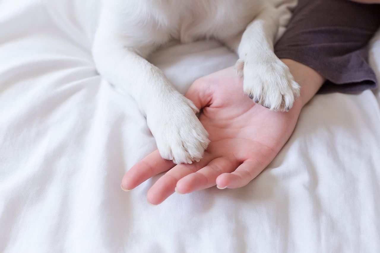 When your dog puts his paw on you, he could be expressing how much he