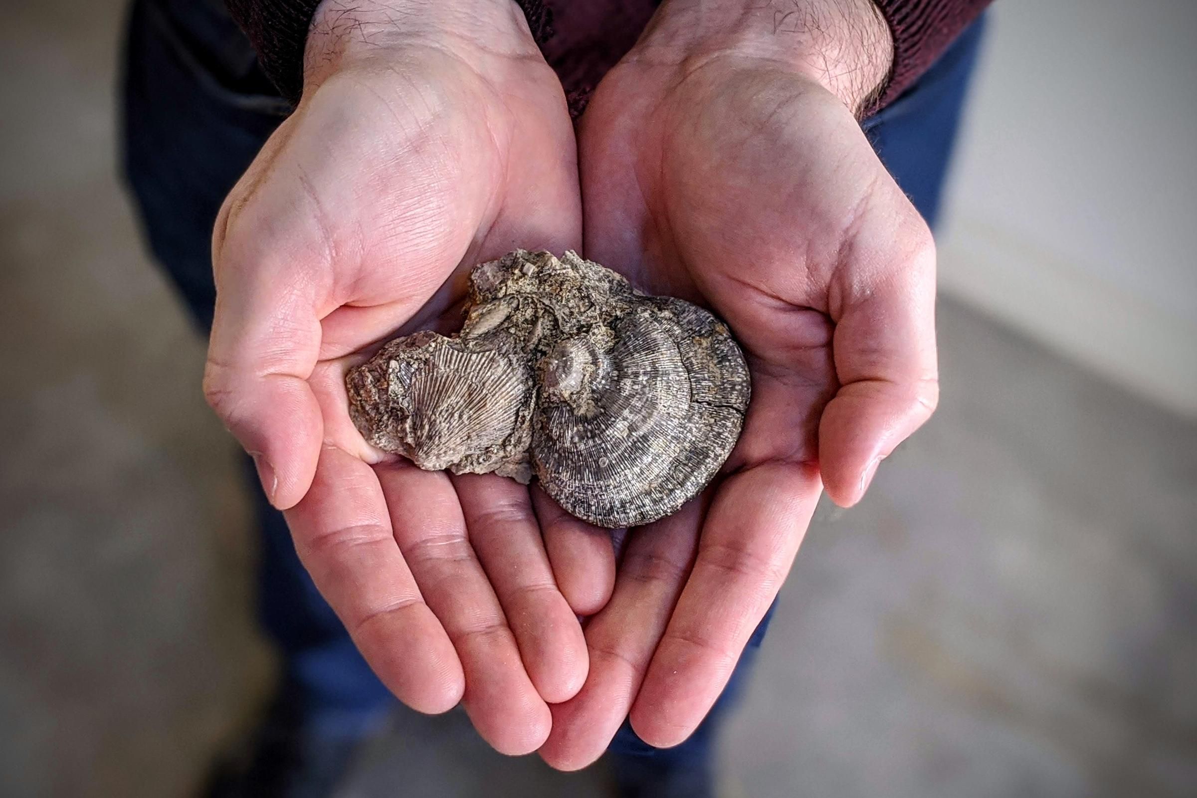 There are millions of fossils in Kansas. Here's how you can find one KAKE