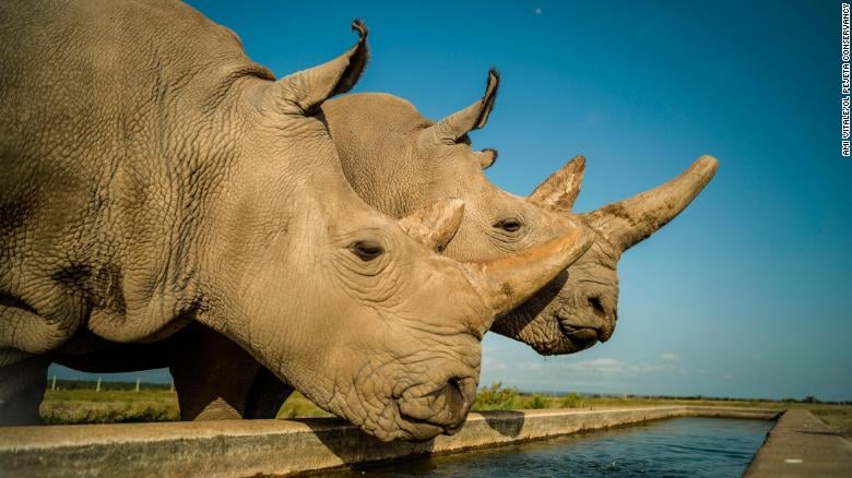 Meet the women racing to save the northern white rhino from exti