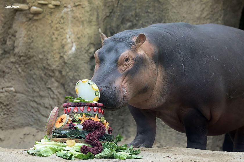 With Cincinnati Zoo Closed Fiona The Hippo Goes Online Kake