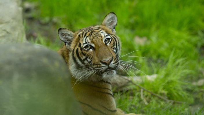 Tiger at NYC s Bronx Zoo tests positive for coronavirus KAKE