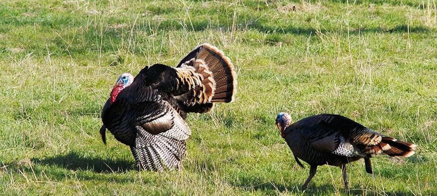 Kansas suspending sales of nonresident turkey permits KAKE