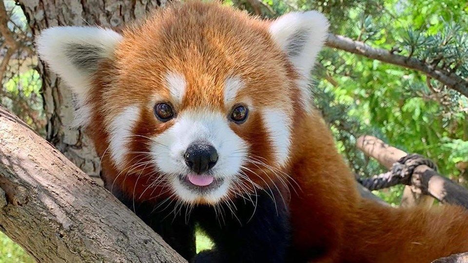 red panda is on exhibit 