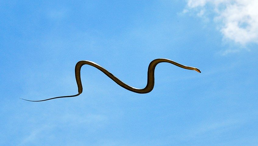 Flying snakes? Here's how they can glide through the air KAKE