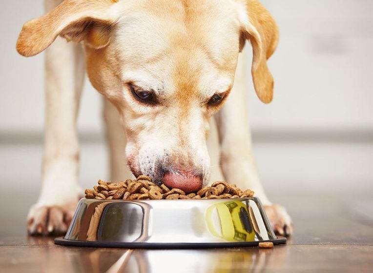 Fda recall online dry dog food