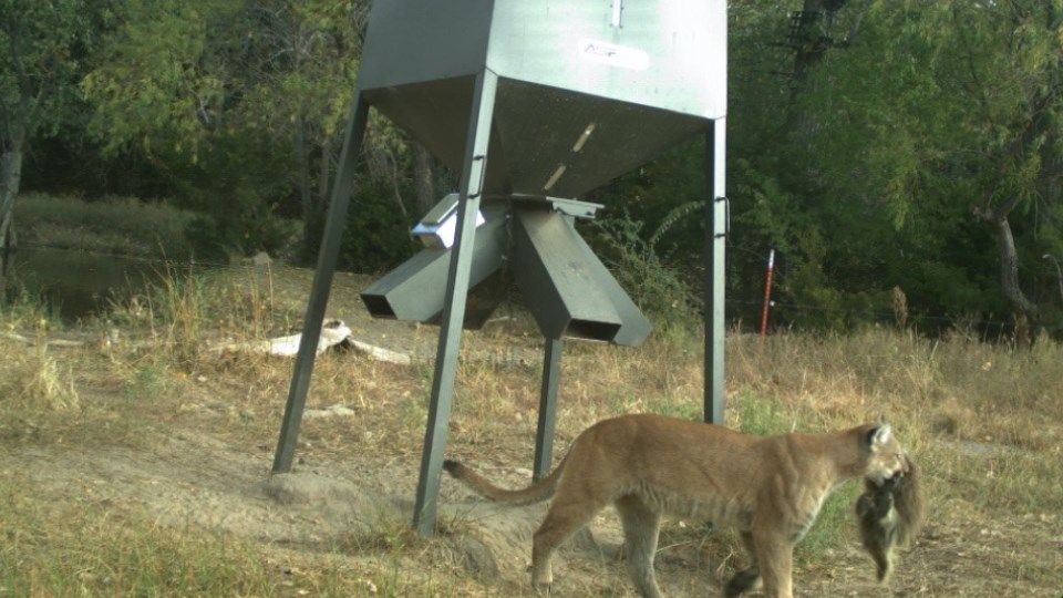 Mountain lion spotted on trail cam in southern Kansas KAKE