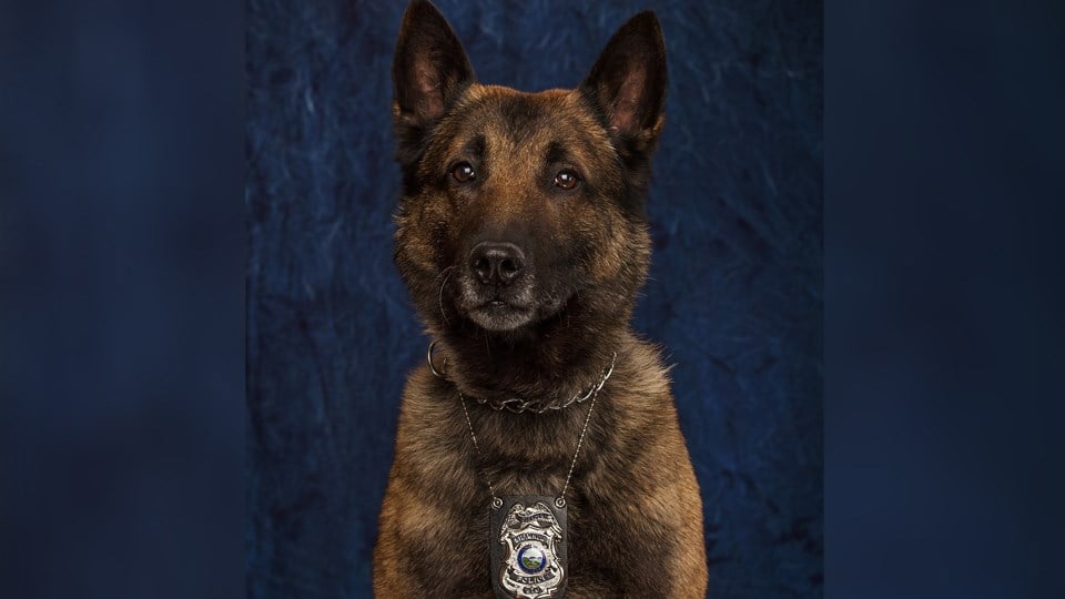 Retired Kansas police K9 passes away - KAKE