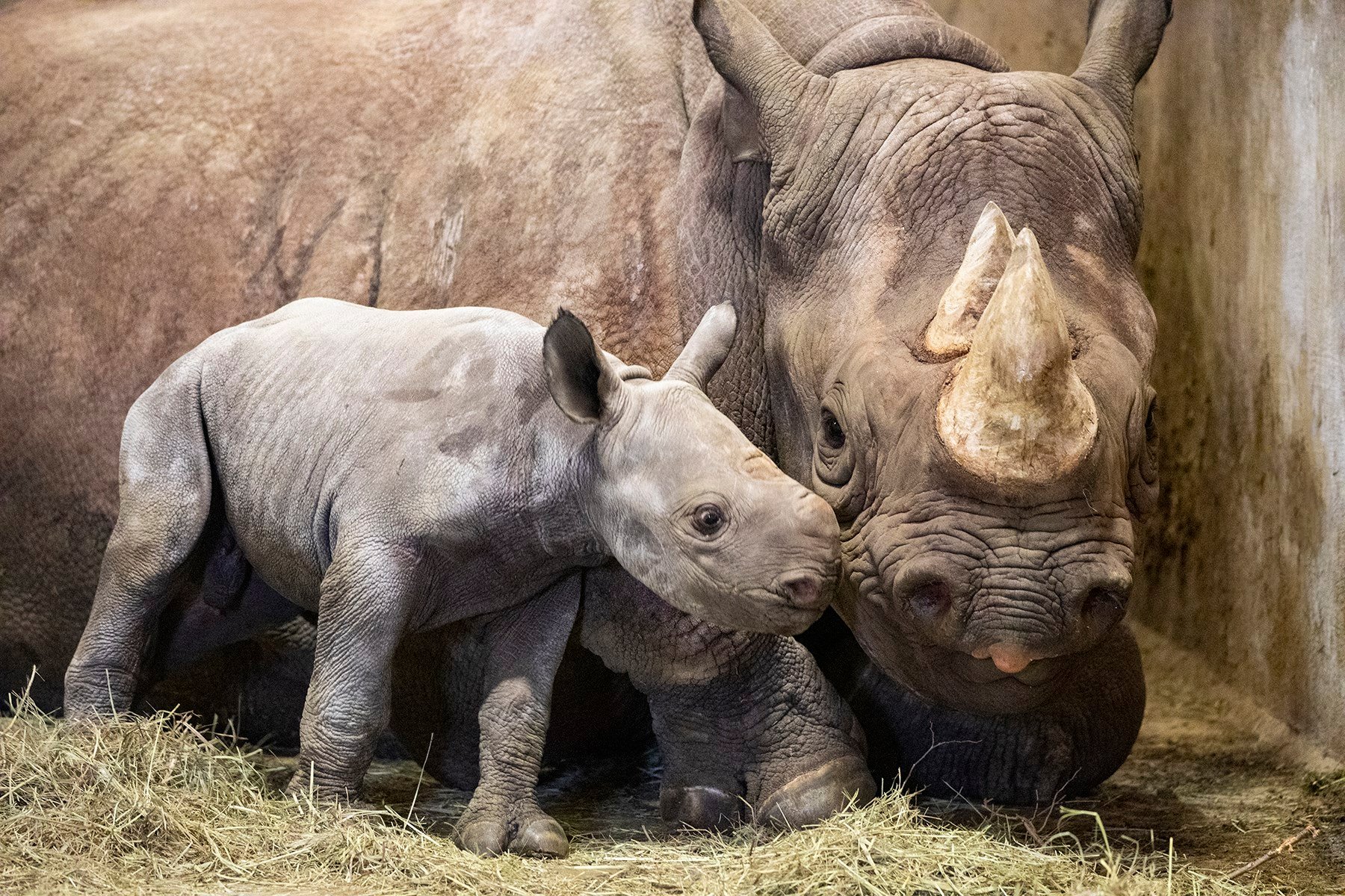 Kansas zoo welcomes black rhino calf - KAKE